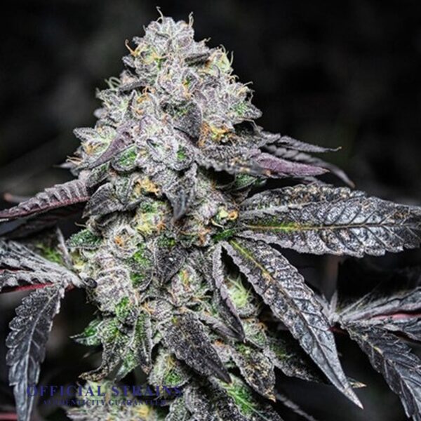 KDJ-20670-Sherbet Cookies Feminized