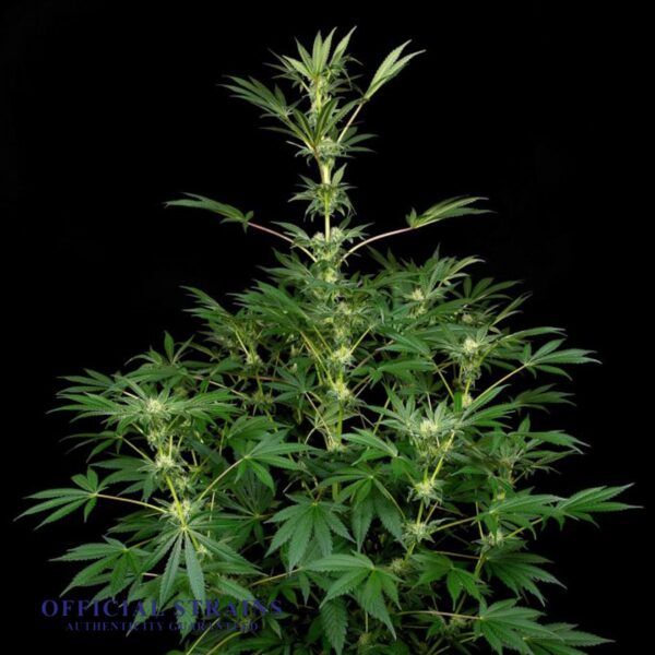 KDJ-20676-Short Rider Feminized