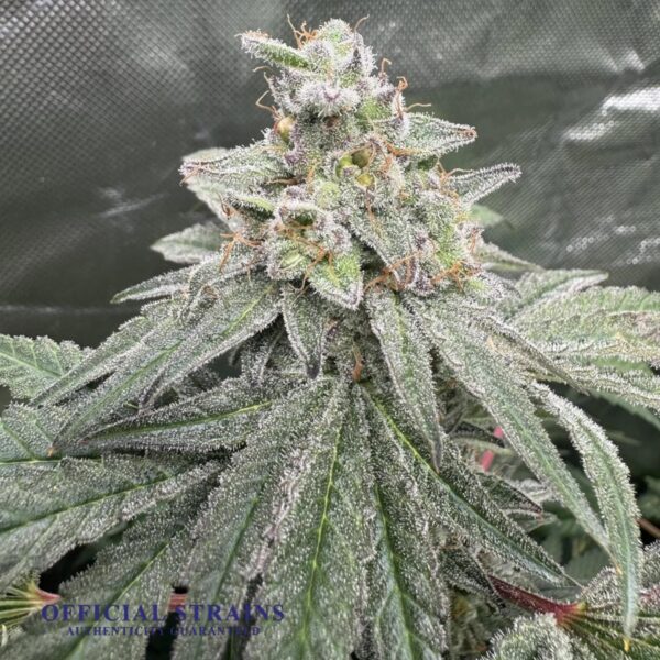 KDJ-21213-Silver Frost Feminized