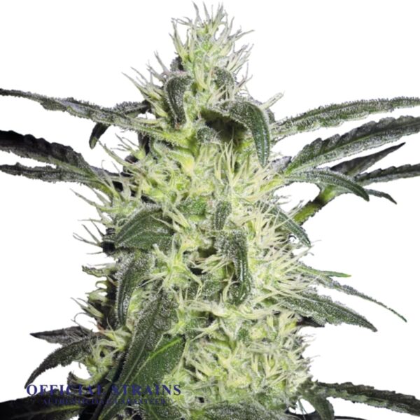 KDJ-20678-Silver Haze Regular