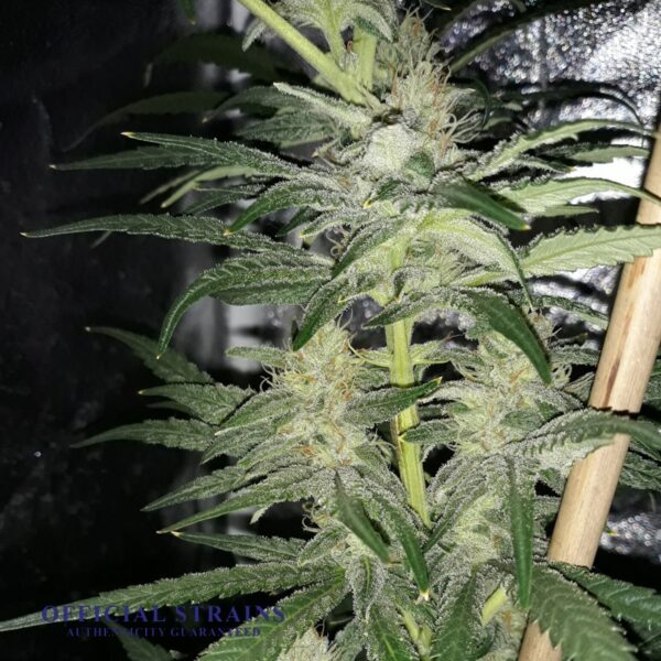 KDJ-20679-Silver Haze Automatic Flowering