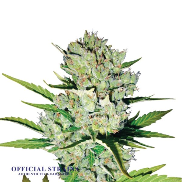 KDJ-20681-Skunk 1 Automatic Flowering