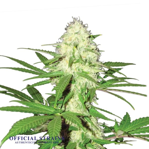 KDJ-20682-Skunk 1 Feminized