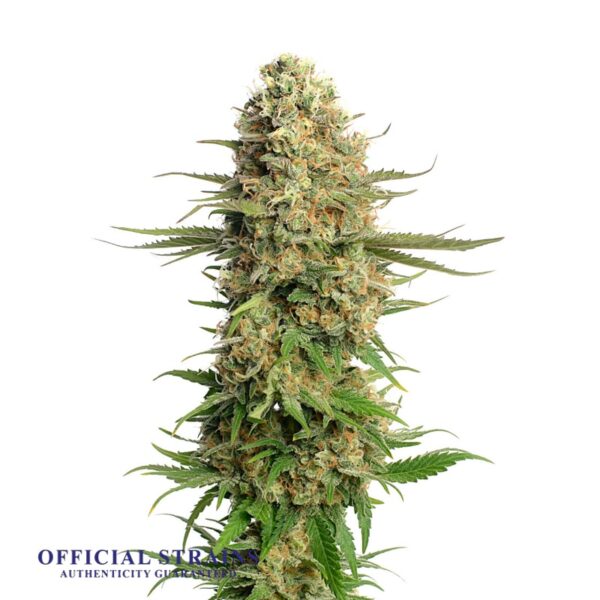 KDJ-20685-Skywalker Kush Feminized