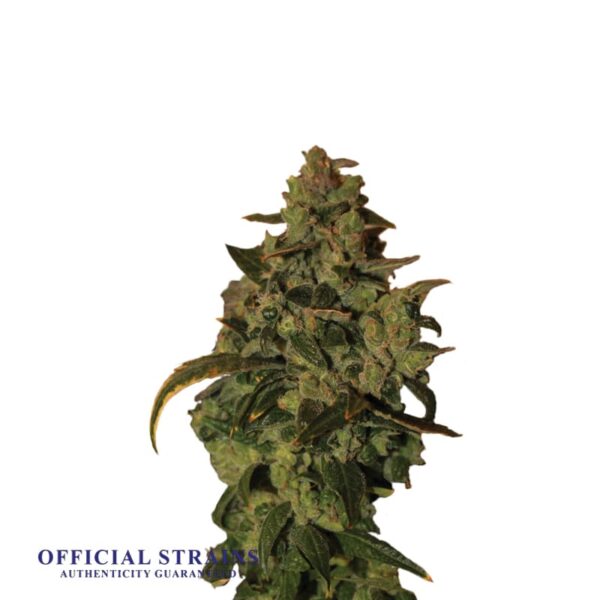 KDJ-20699-Somango XXL Automatic Flowering