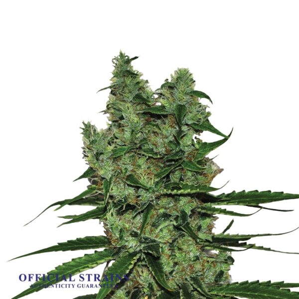 KDJ-20700-Somango XXL Feminized