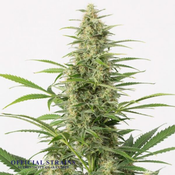 KDJ-20705-Sour Diesel Automatic Flowering