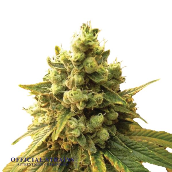 KDJ-20706-Sour Diesel Feminized