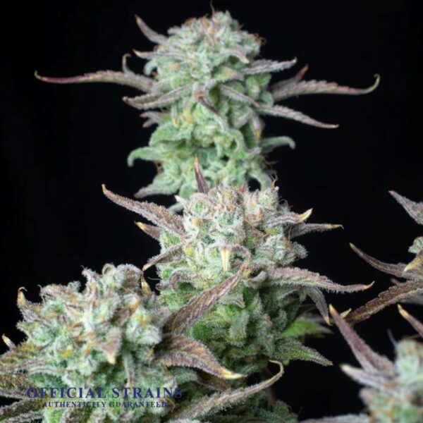 KDJ-20729-Strawberry Banana Automatic Flowering