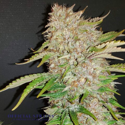 KDJ-20732-Strawberry Cough Automatic Flowering