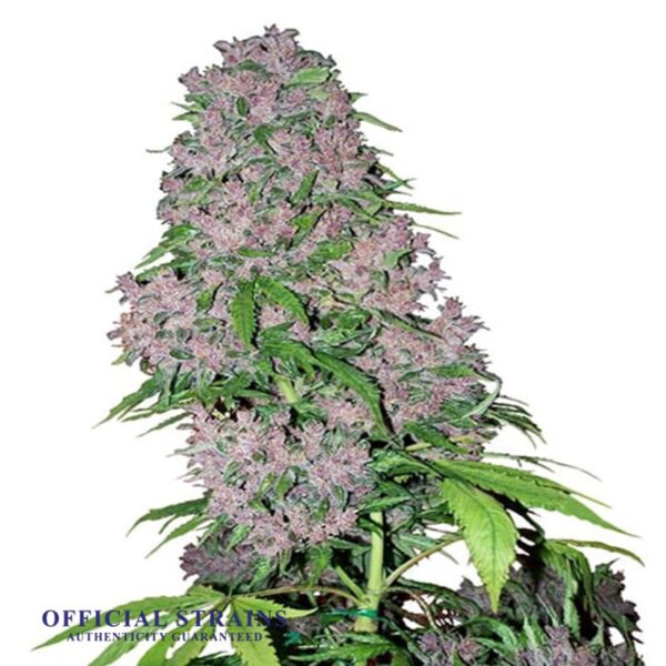 KDJ-20757-Super Jack Automatic Flowering