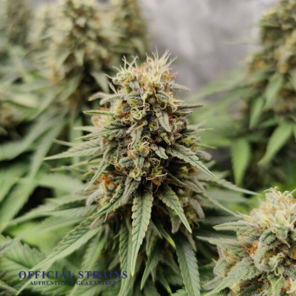 KDJ-20758-Super Jack Feminized