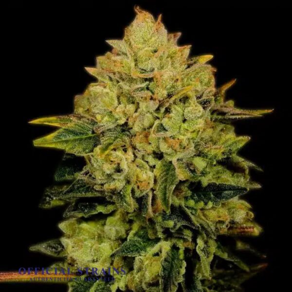 KDJ-20759-Super Lemon Haze Automatic Flowering