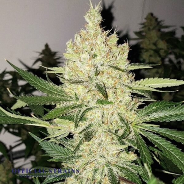 KDJ-20760-Super Lemon Haze Feminized