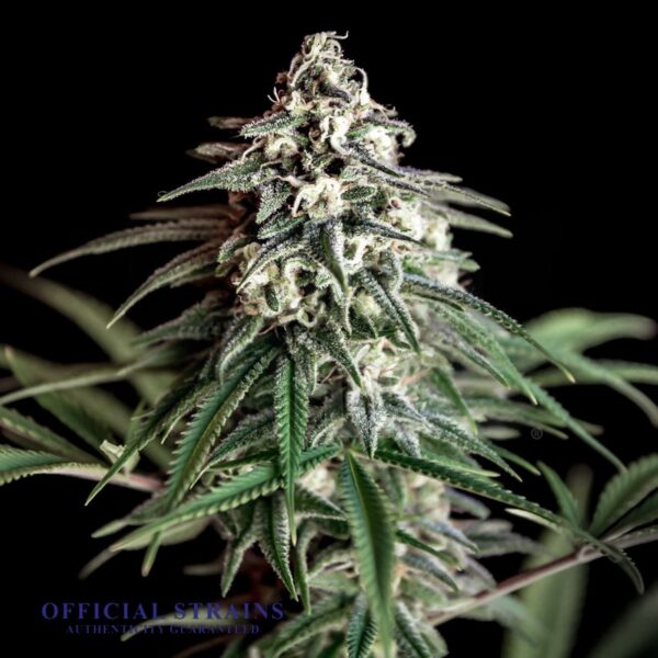 KDJ-20762-Super Silver Haze Automatic Flowering