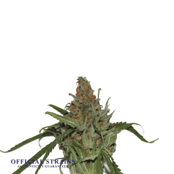 KDJ-20763-Super Silver Haze Feminized