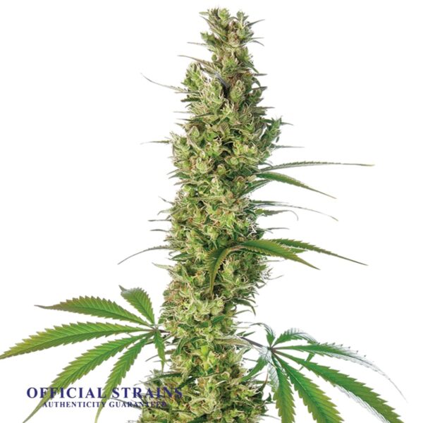 KDJ-20764-Super Silver Haze Regular