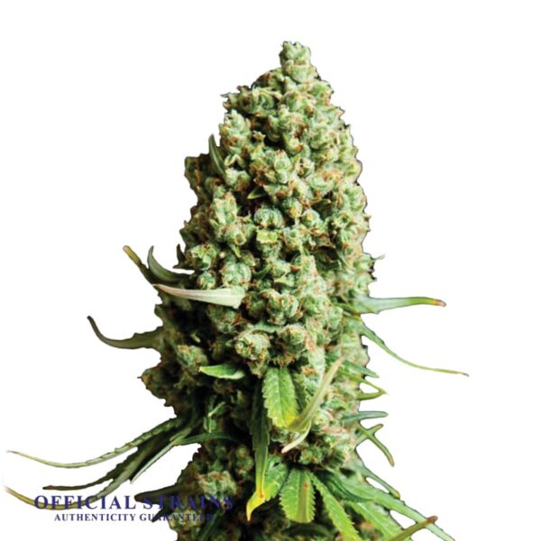 KDJ-20768-Super Skunk Automatic Flowering