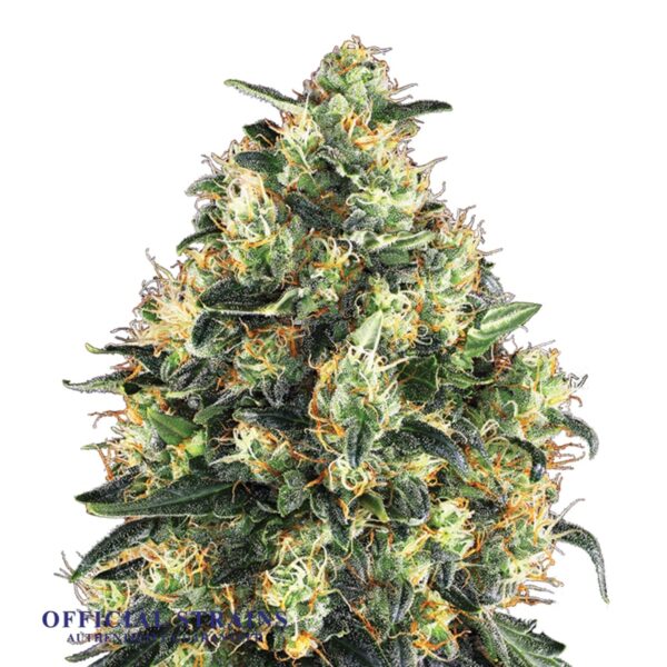 KDJ-20769-Super Skunk Feminized