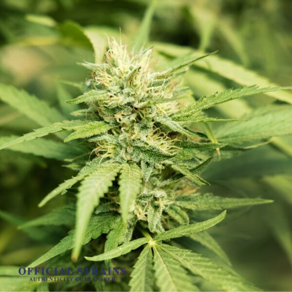 KDJ-20789-Tahoe OG Automatic Flowering