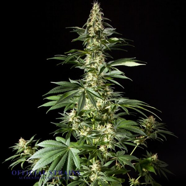 KDJ-20802-Tangie Feminized