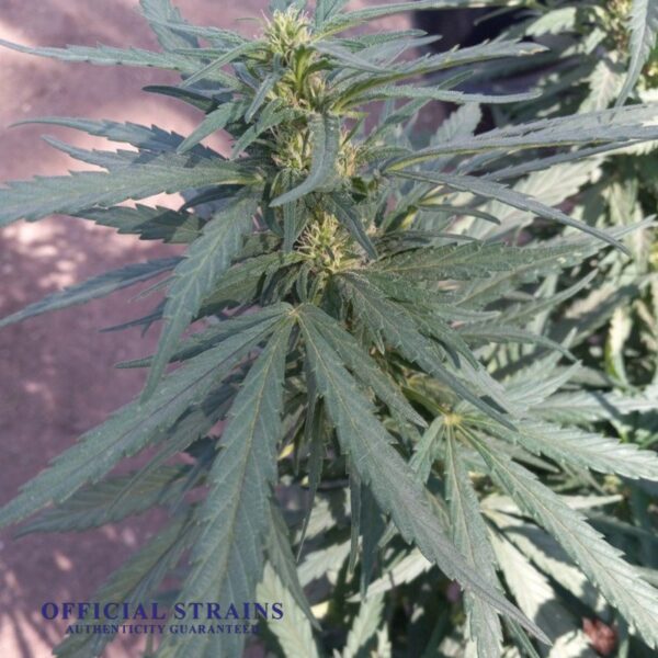 KDJ-20826-Trainwreck Haze Automatic Flowering