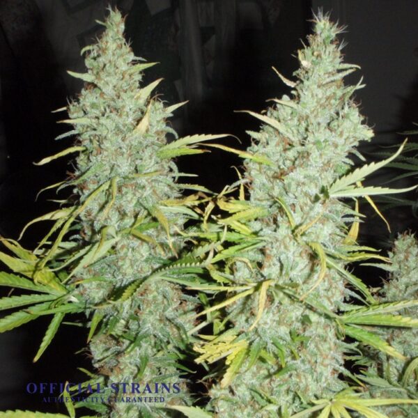 KDJ-21279-White Russian Feminized