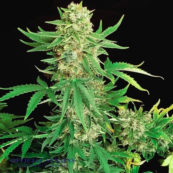 KDJ-20864-White Widdow CBD Automatic Flowering