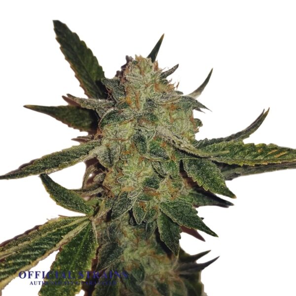 KDJ-20867-White Widow Automatic Flowering