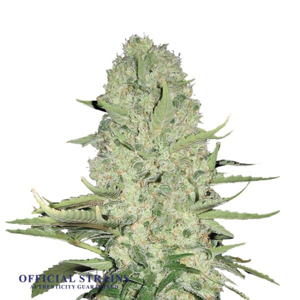 KDJ-20868-White Widow Feminized