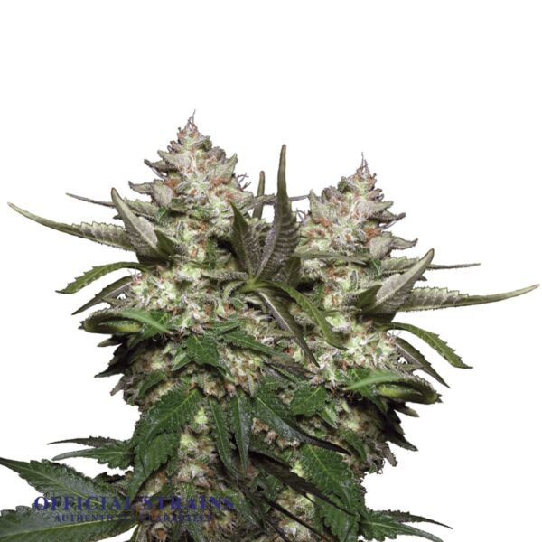 KDJ-20869-White Widow Regular