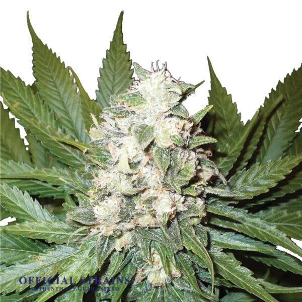 KDJ-20879-Wonder Woman Automatic Flowering