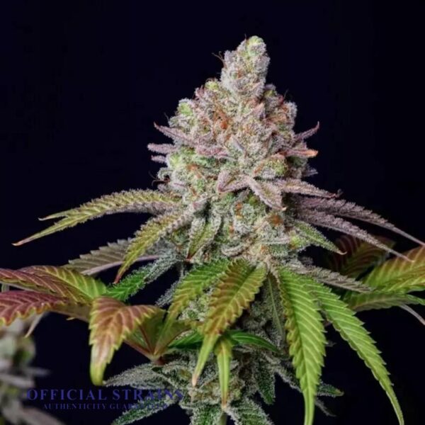 KDJ-20885-Zkittelz Automatic Flowering